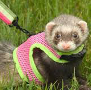 ferret1