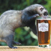 ferret2