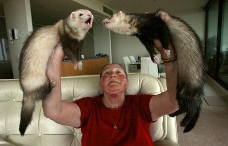 Jan's Ferrets