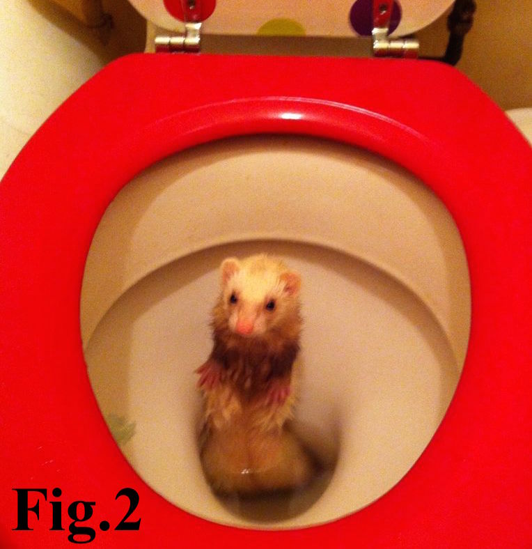 Toilet Ferret